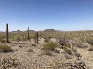 Photograph of a desert landscape with tall cactus and sparse shrubs and a dark ridge in the background.