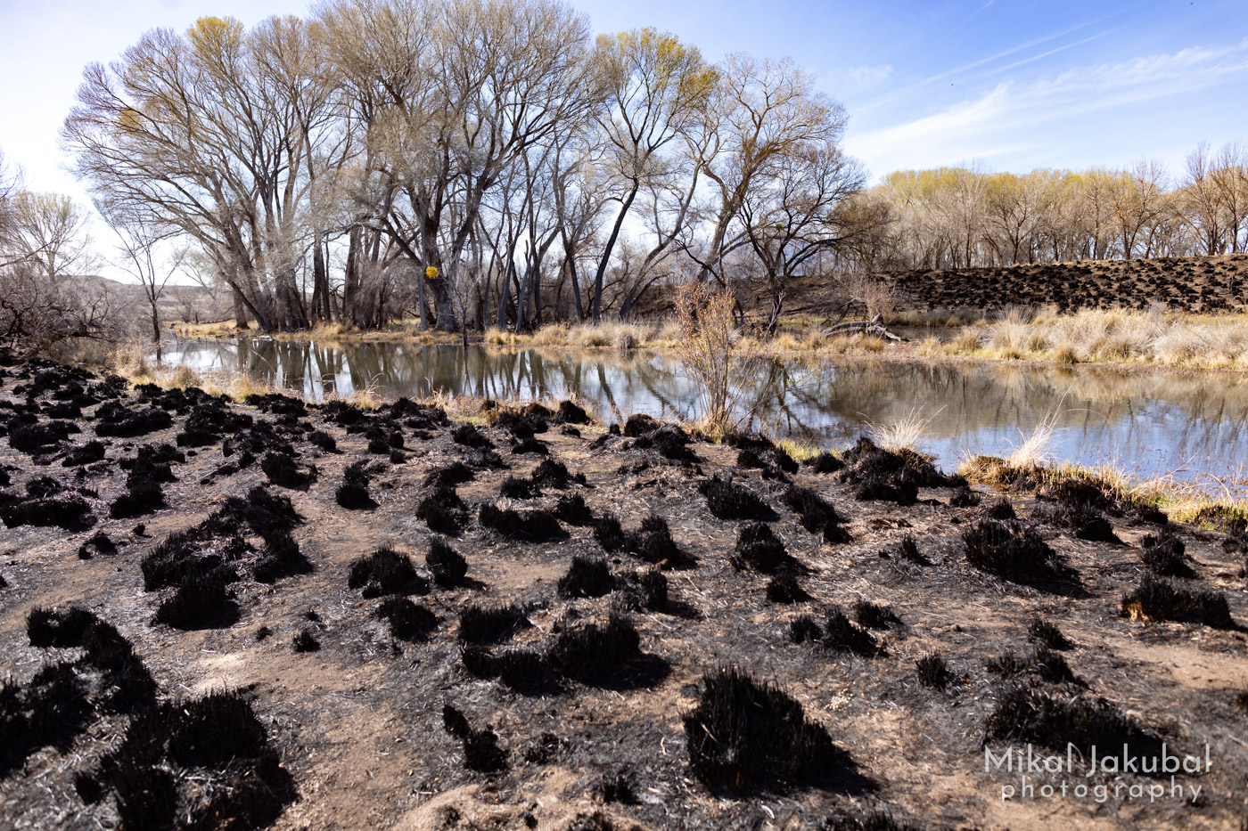 A broad, shallow stream lined with leafless cottonwood trees. In the foreground and across the creek are blackened, burnt grass clumps.