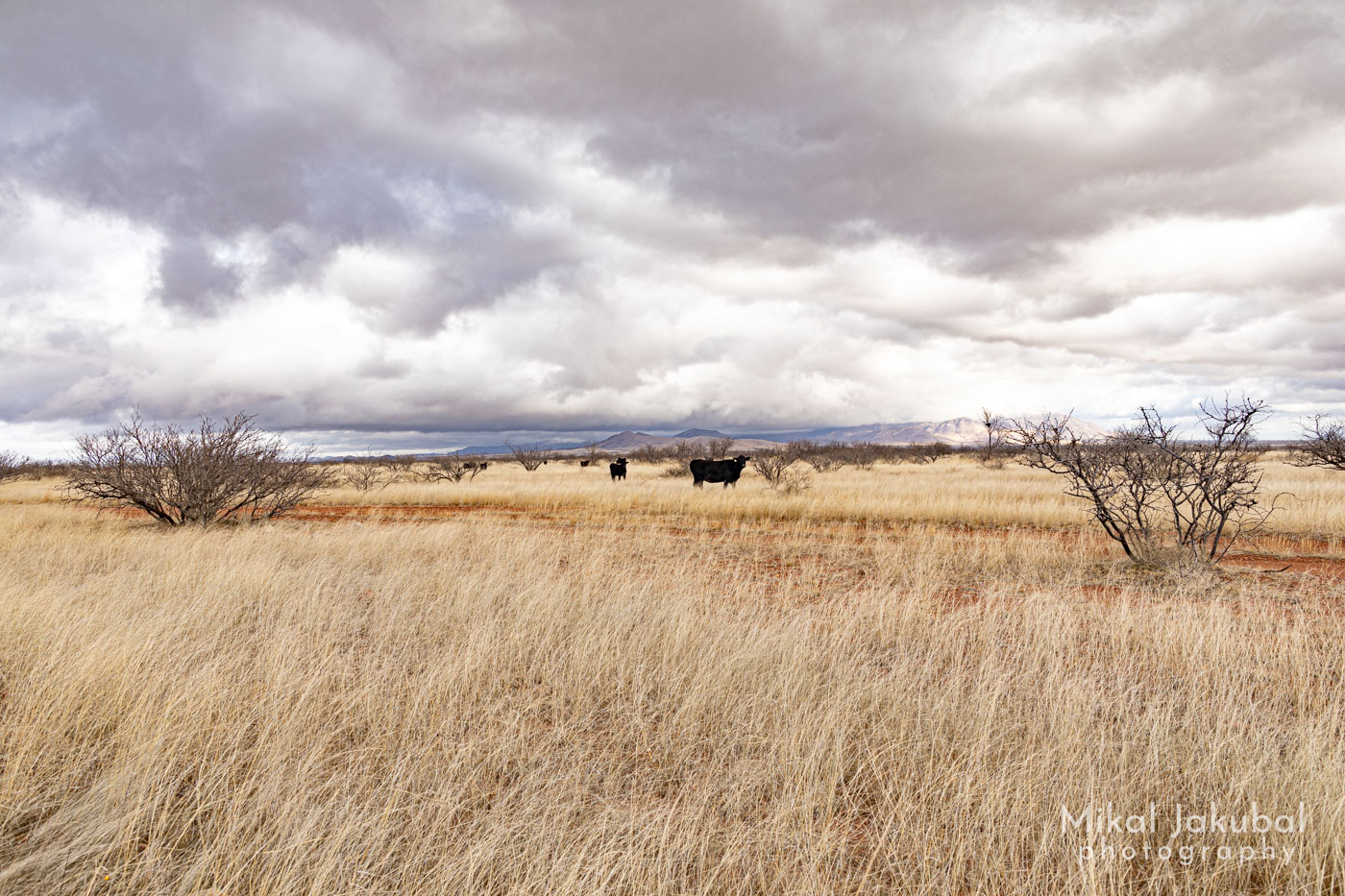 A wide view of dry grasslands with scattered, leafless mesquite bushes under cloudy skies. A few black cattle graze in the distance, with low brown mountains on the far horizon.